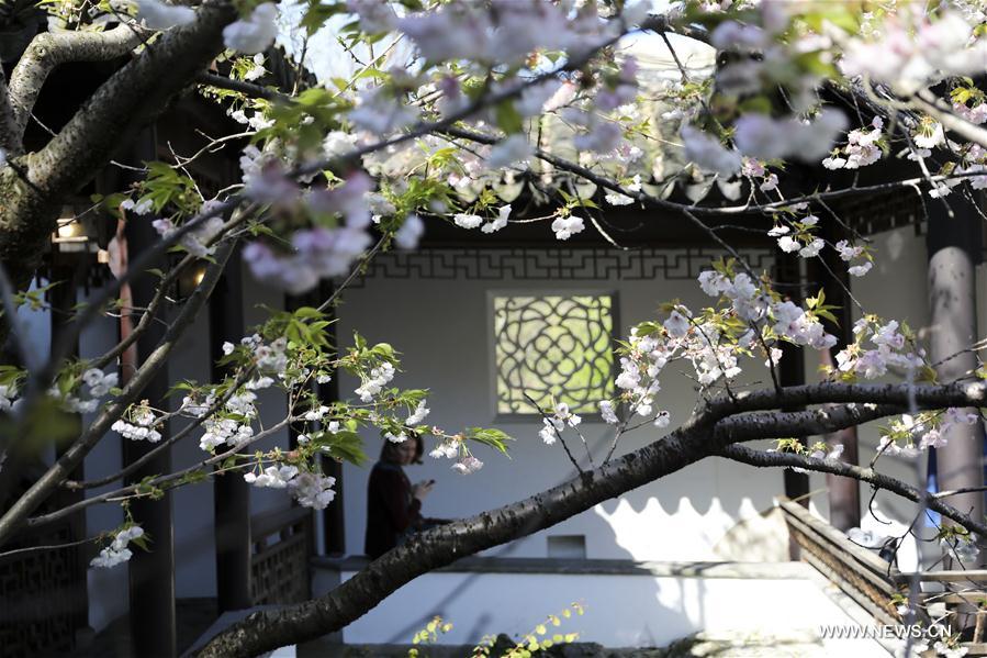 U.S.-NEW YORK-CHINESE SCHOLAR'S GARDEN-SPRING SCENERY