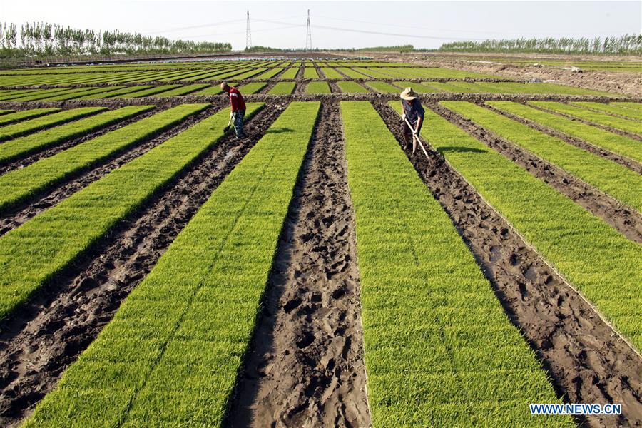 #CHINA-LABOR DAY HOLIDAY-FARMING (CN)