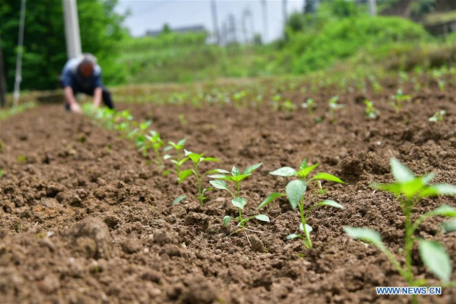 #CHINA-ECONOMY-FARMING (CN)