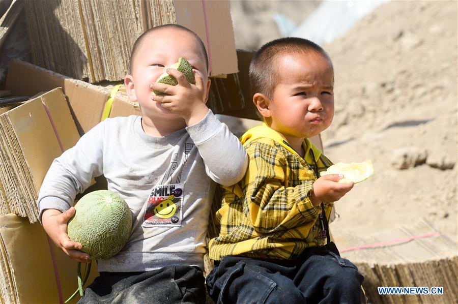 CHINA-XINJIANG-TURPAN-FRUIT-HARVEST (CN)