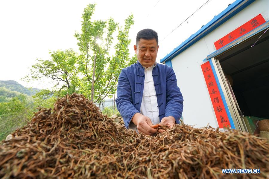 CHINA-HEBEI-LINCHENG-TEA PLANTING (CN)