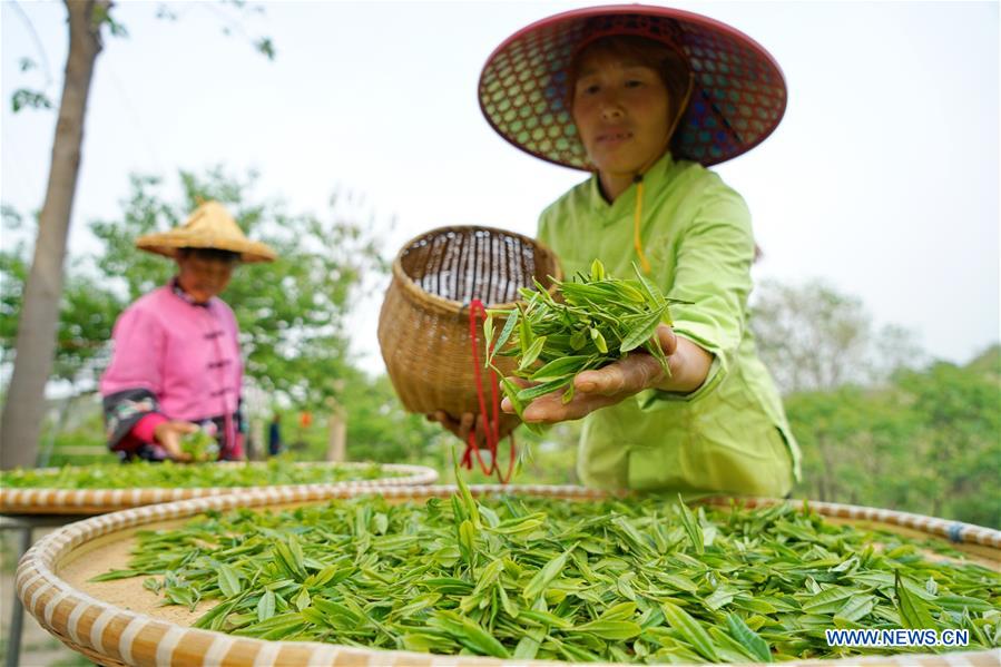 CHINA-HEBEI-LINCHENG-TEA PLANTING (CN)