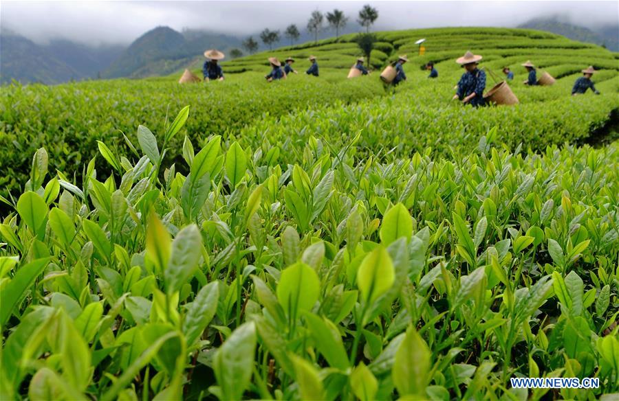 (CDAC)CHINA-BEIJING-ASIAN TEA CULTURE