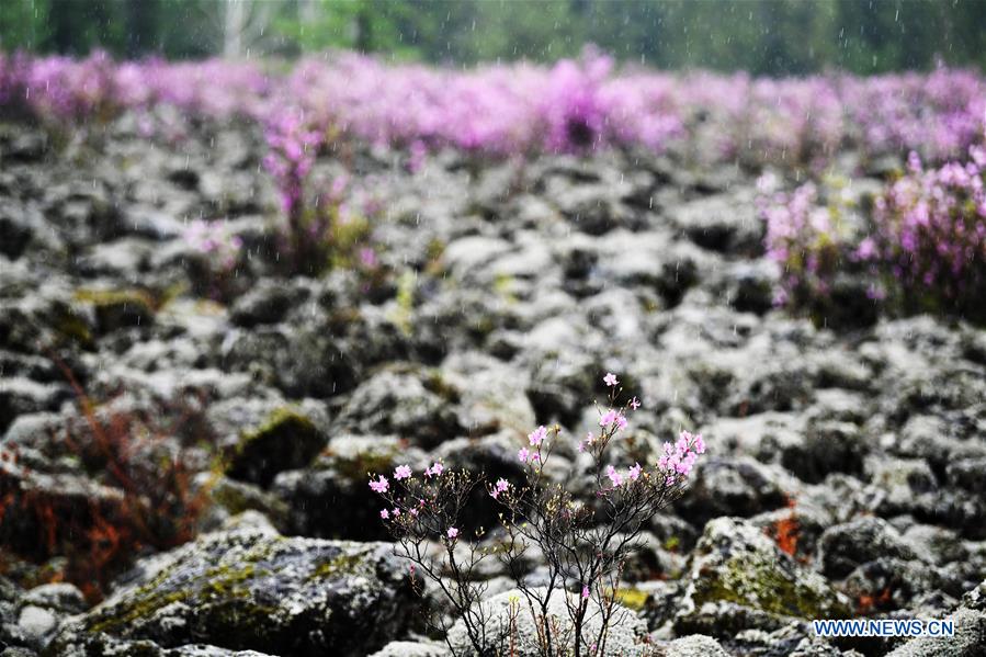 CHINA-HEILONGJIANG-YICHUN-AZALEA (CN)