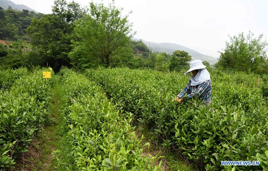 CHINA-ANHUI-JINZHAI-RURAL DEVELOPMENT (CN)