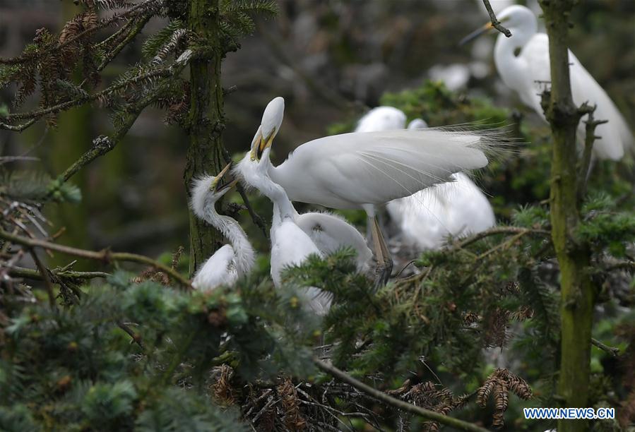 CHINA-JIANGXI-NANCHANG-EGRET (CN)