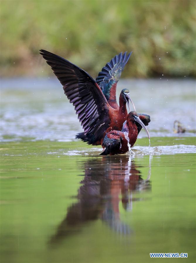 CHINA-SHAANXI-HANZHONG-GLOSSY IBIS (CN)