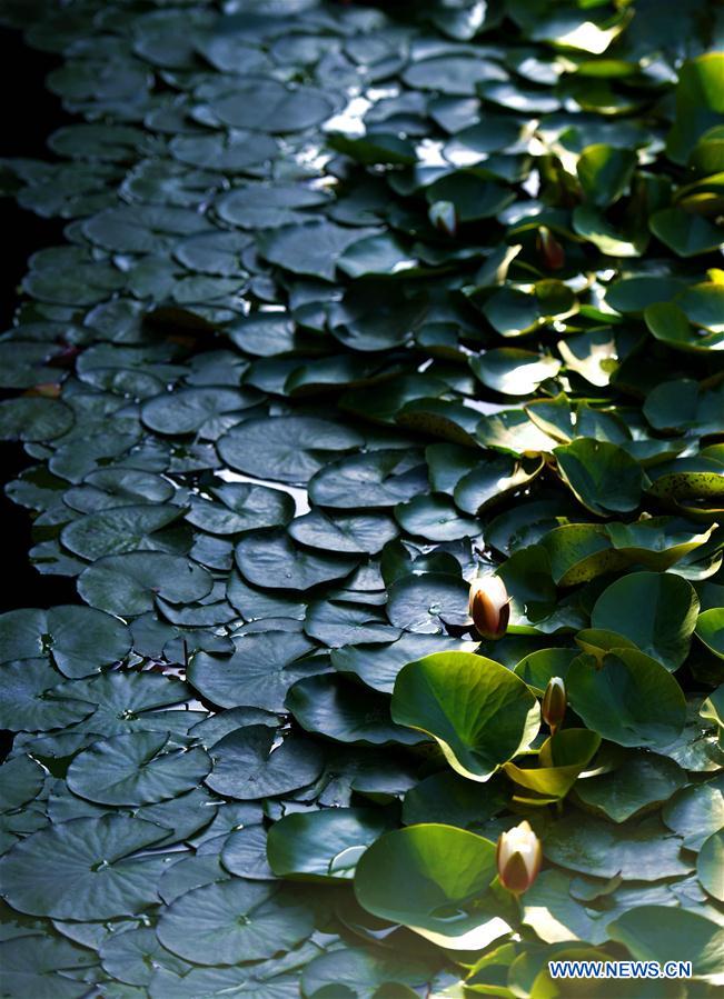 #CHINA-WATER LILY-BLOSSOM (CN)