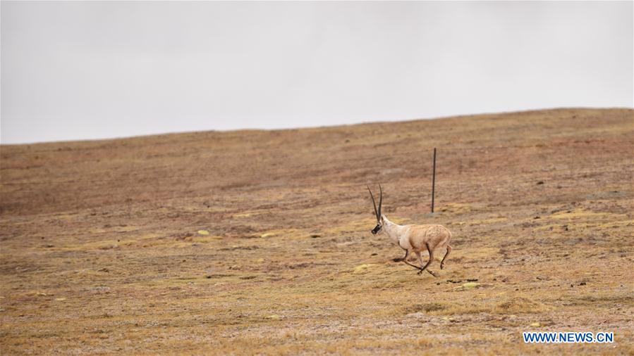 CHINA-TIBET-WILD ANIMALS (CN)