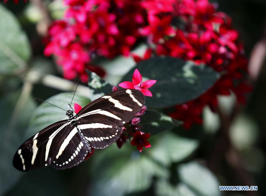 U.S.-LOS ANGELES-BUTTERFLY EXHIBITION