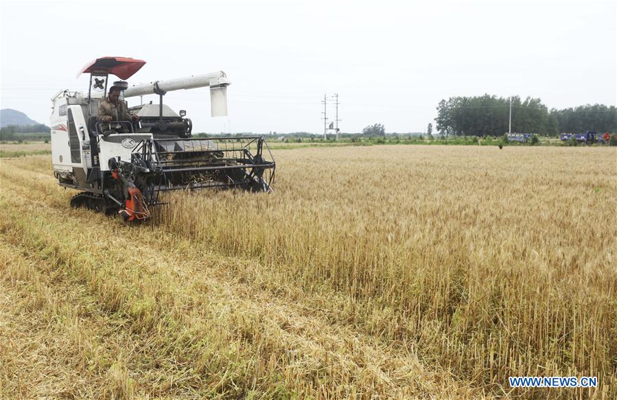 #CHINA-WHEAT-HARVEST (CN)