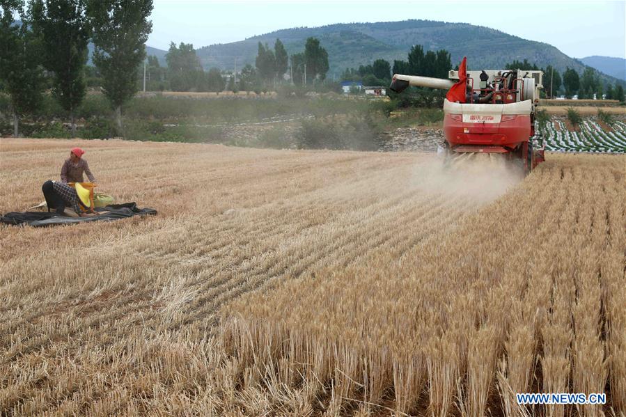 #CHINA-WHEAT-HARVEST (CN)