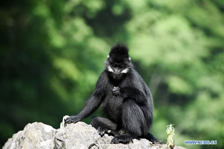 CHINA-GUIZHOU-FRANCOIS' LANGUR-PROTECTION (CN)