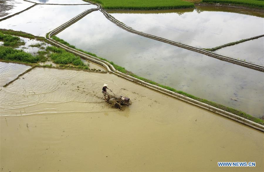 #CHINA-SUMMER SOLSTICE-FARMING (CN)