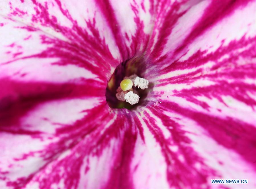 #CHINA-JIANGSU-NANTONG-GREEN EXPO GARDEN-FLOWER(CN)