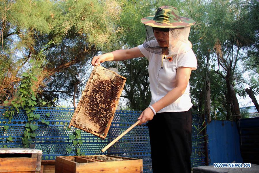 #CHINA-SHANDONG-BINZHOU-HONEY COLLECTION (CN) 