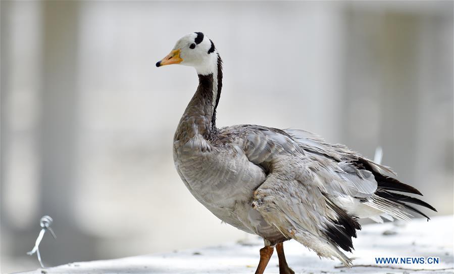 CHINA-XIGAZE-TASHILUNPO MONASTERY-MIGRATORY BIRDS (CN)