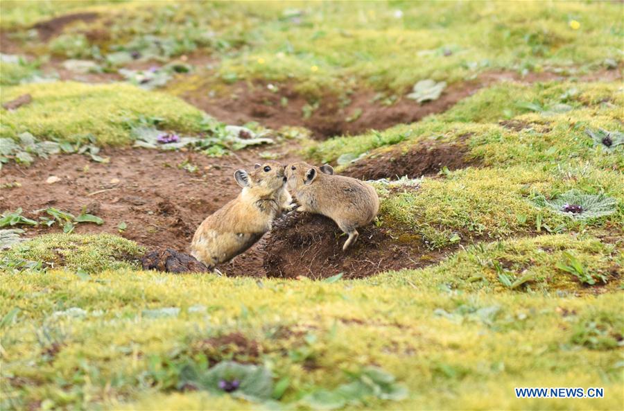 CHINA-TIBET-WILDLIFE-PLATEAU PIKA (CN)