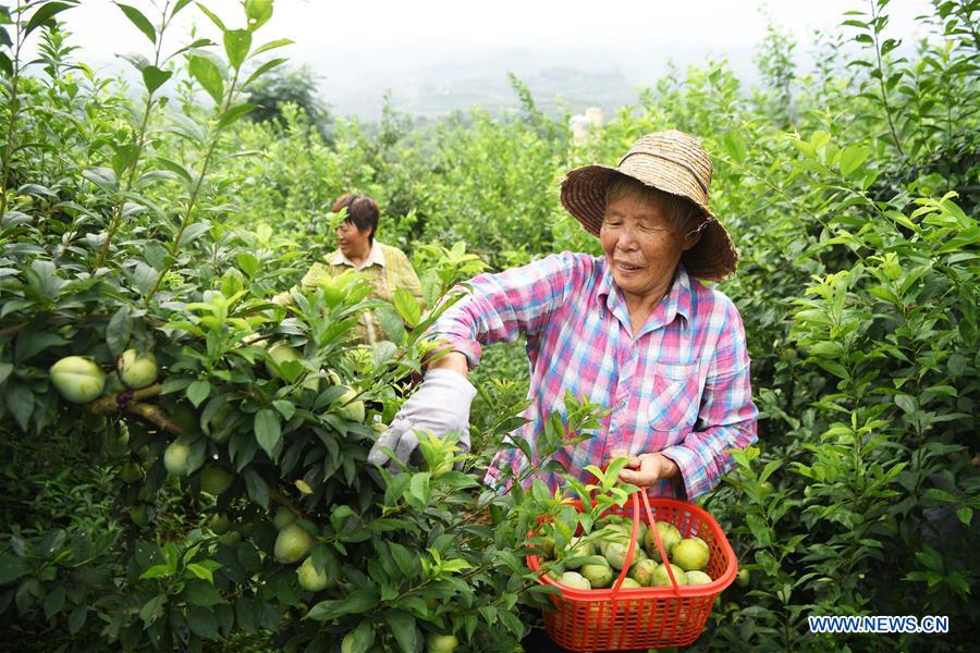 CHINA-CHONGQING-PLUM-HARVEST (CN)