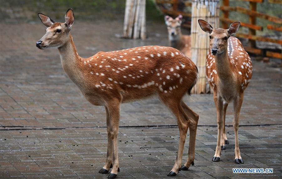 CHINA-JILIN-CHANGCHUN-ANIMALS-RAIN (CN)