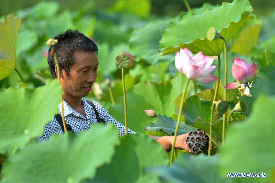 CHINA-HEBEI-LOTUS-SEEDPOD (CN)