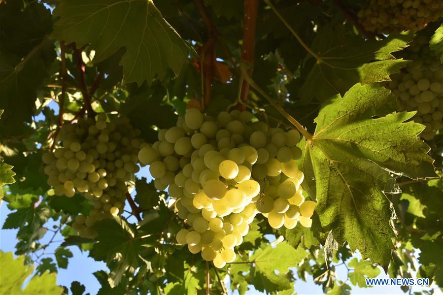 AFGHANISTAN-BALKH-VINEYARD