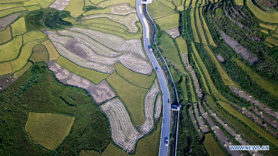 CHINA-HUNAN-HUAYUAN COUNTY-RICE FIELD-AUTUMN SCENERY (CN)