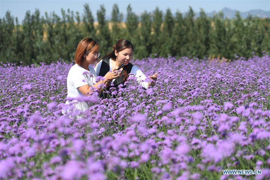 CHINA-HEBEI-NEIQIU COUNTY-CHINESE HERBAL MEDICINE PLANTING (CN)