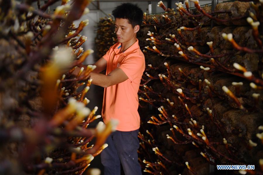 CHINA-FUJIAN-PUCHENG-GANODERMA (CN)