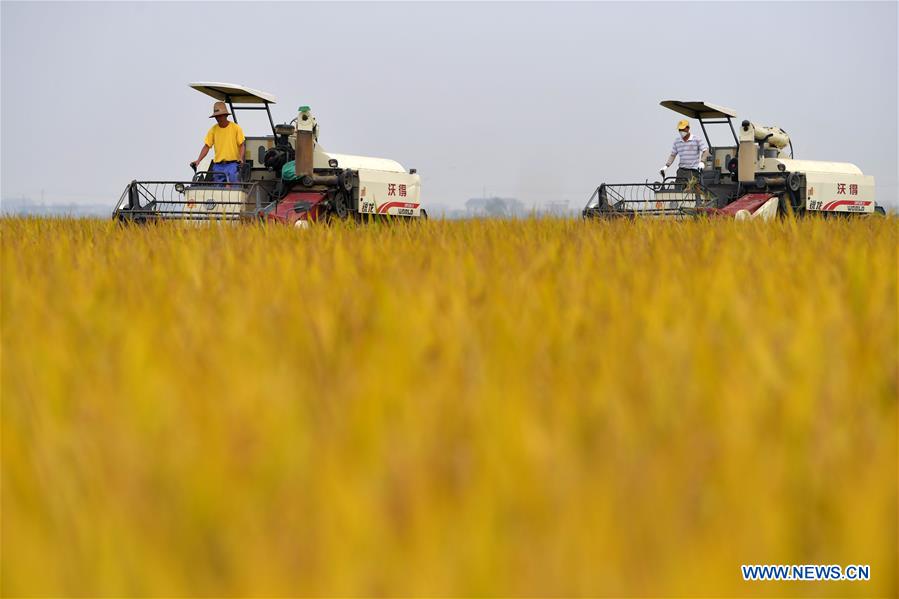 CHINA-JIANGXI-NANCHANG-HARVEST (CN)