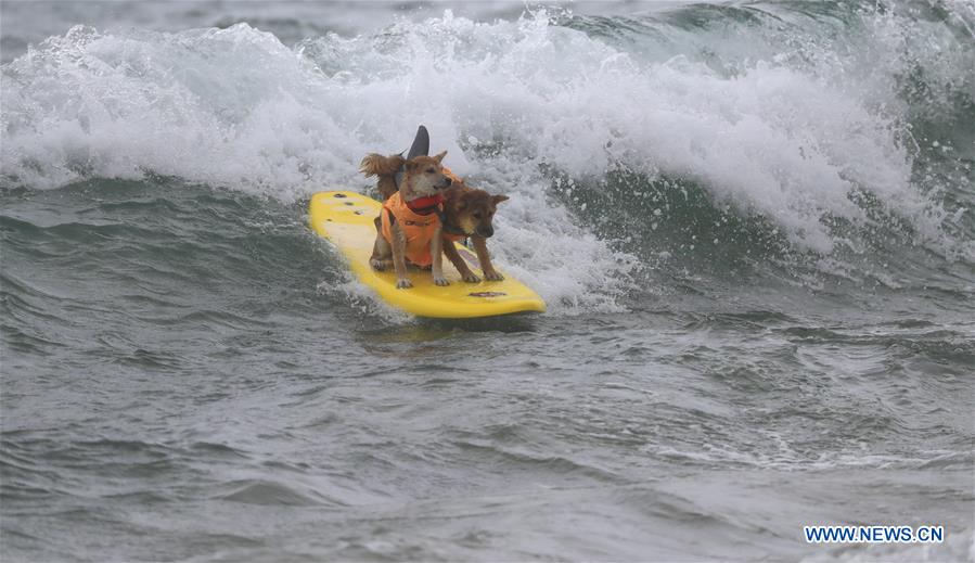 (SP)U.S.-CALIFORNIA-HUNTINGTON BEACH-SURF DOG