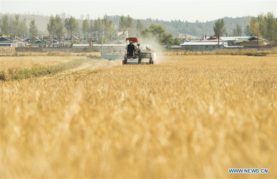 CHINA-JILIN-RICE HARVEST (CN)