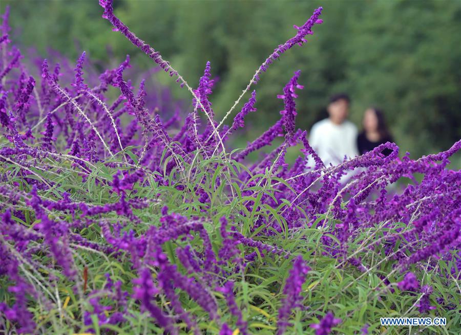 CHINA-YUNNAN-FLOWERS-TOURISM(CN)