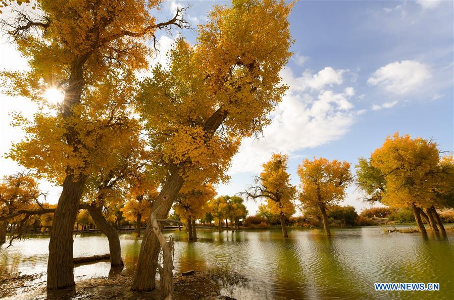 CHINA-INNER MONGOLIA-POPULUS EUPHRATICA-SCENERY (CN)