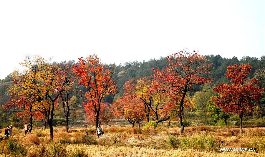 CHINA-HENAN-DABIESHAN MOUNTAIN-AUTUMN SCENERY (CN)