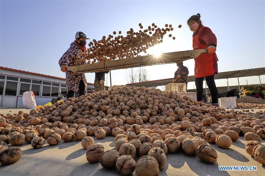 CHINA-HEBEI-NUTS-HARVEST (CN)