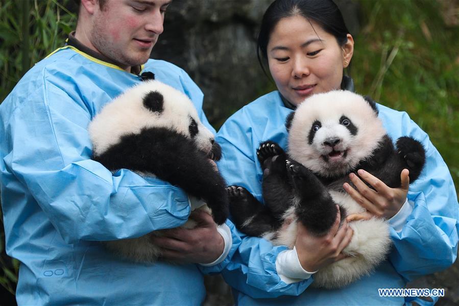 BELGIUM-BRUGELETTE-PAIRI DAIZA-ZOO-PANDA TWINS-OFFICIAL NAME