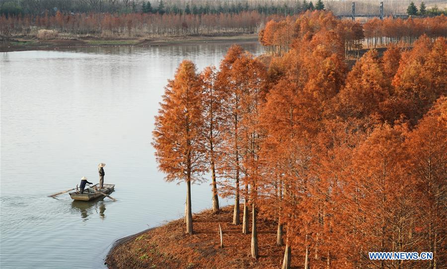 CHINA-JIANGSU-XUYI-CHINESE LARCH (CN)