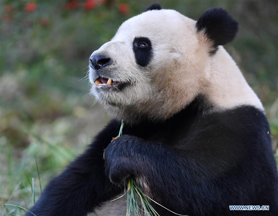 CHINA-XI'AN-QINLING-GIANT PANDA (CN)