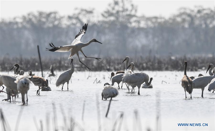 CHINA-JIANGXI-NANCHANG-WHITE CRANE (CN)