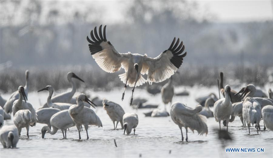 CHINA-JIANGXI-NANCHANG-WHITE CRANE (CN)