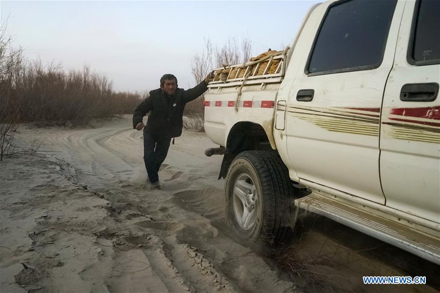 CHINA-XINJIANG-TAKLIMAKAN DESERT-RESETTLEMENT (CN)