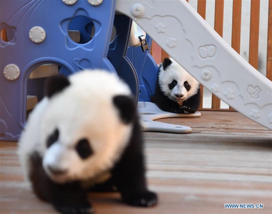 CHINA-SHAANXI-QINLING-GIANT PANDA KINDERGARTEN