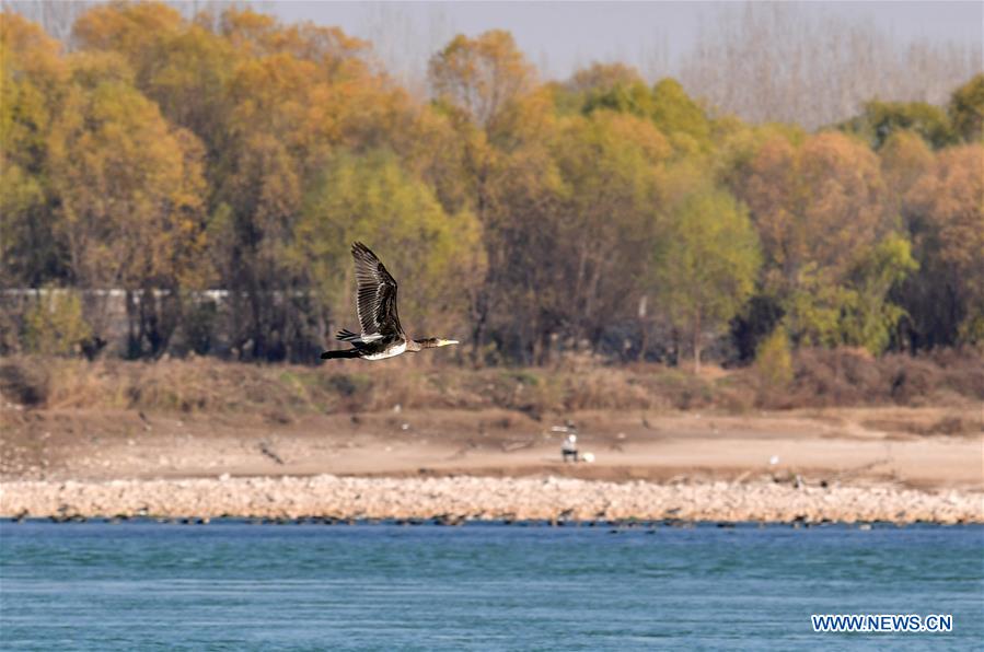 CHINA-HENAN-LUOYANG-YELLOW RIVER WETLAND-ECO-ENVIRONMENT (CN)