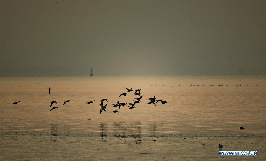 CHINA-SHENZHEN-MIGRATORY BIRDS (CN)