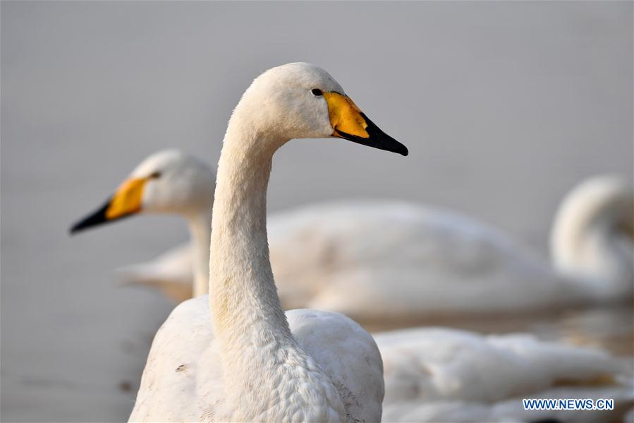 CHINA-SHANXI-WILD SWAN-WINTER HABITAT (CN)