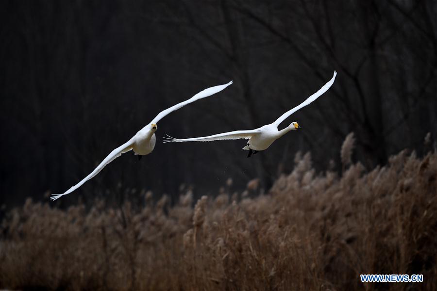 CHINA-SHANXI-WILD SWAN-WINTER HABITAT (CN)