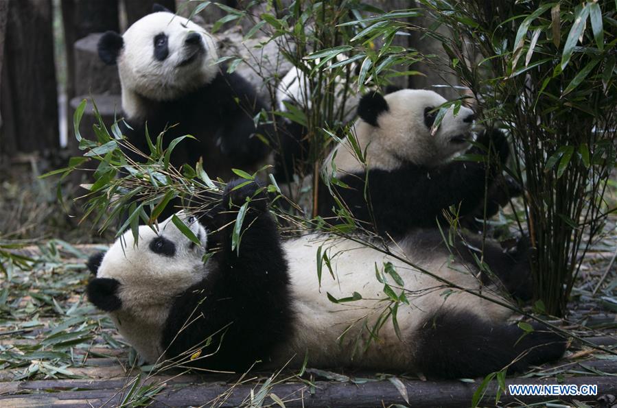 CHINA-CHENGDU-GIANT PANDA (CN)