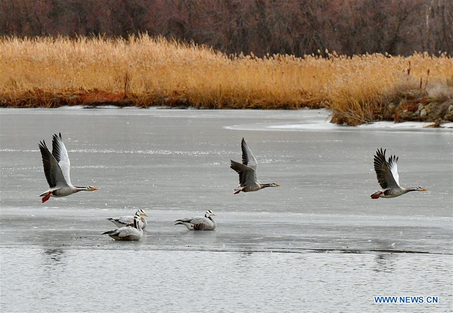 CHINA-TIBET-LHASA-LHALU WETLAND (CN)