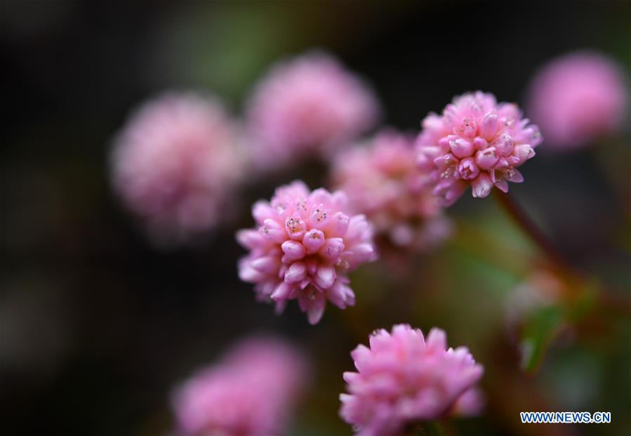 #CHINA-HUBEI-ENSHI-WINTER FLOWERS (CN)